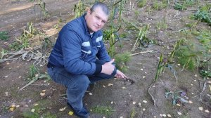 Следы кабана на кукурузном поле