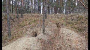 Липовый лес-с