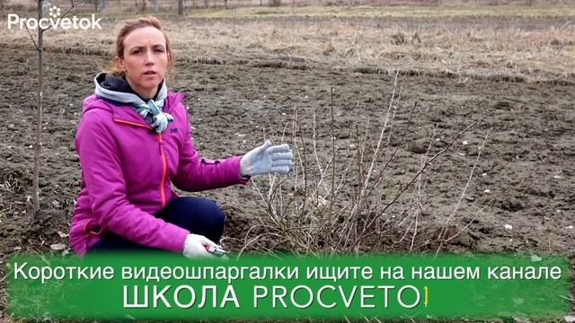 КРЫЖОВНИК ЗАСЫПЛЕТ КРУПНЫМИ И СЛАДКИМИ ЯГОДАМИ, если вы сделаете это в апреле!