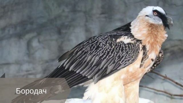 Серия "Животные Африки"(птицы) смотреть онлайн