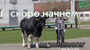 Выводка быков-производителей различных пород.