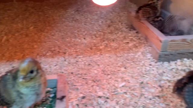 Гималайскийе моналы принимают песочную ванну смотреть онлайн