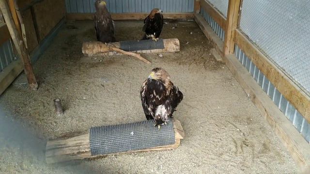 зоопарк Лесная братва (НТагил) смотреть онлайн