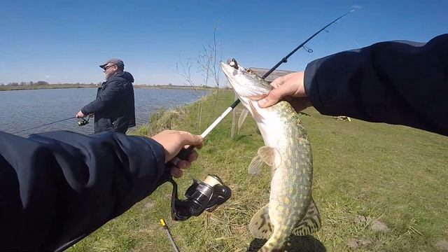 Лучшая проводка на щуку это РАВНОМЕРКА. Правда ли это? Ловля щуки на озере Аванфиш. Avanfish. смотреть онлайн