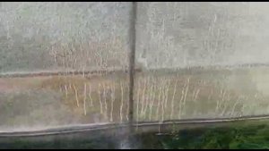 Простое и эффективное охлаждение теплицы