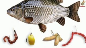 Карась поздней осенью. Можно ли поймать Карася поздней осенью? Прикормки и Наживки.