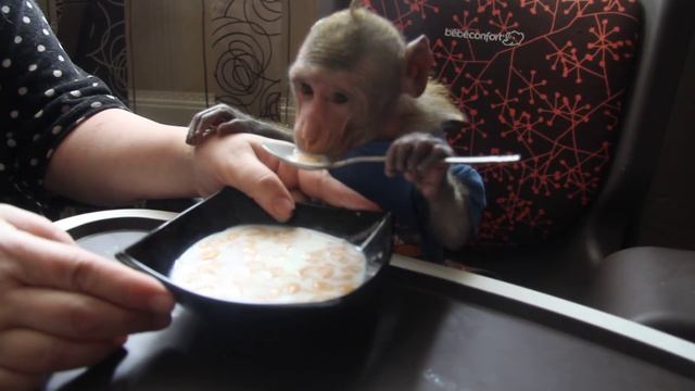 Яванская макака Феденька обедает смотреть онлайн