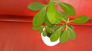 Синадениум уход дома. Польза и вред «Дерева Любви»