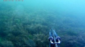 Подводная охота Черное море, Новороссийск. 20.07.2023