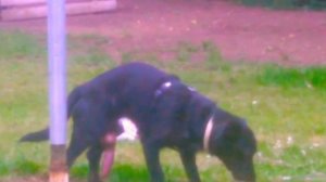 Biggest cock of a dog ever seen!!!