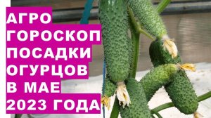 Агрогороскоп посадки огурцов в мае 2023 года. Агрогороскоп посіву насіння огірків в травні 2023 року