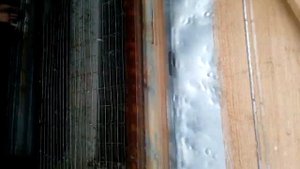 Пермские высоколётные голуби Юрия. 10.02.19г.