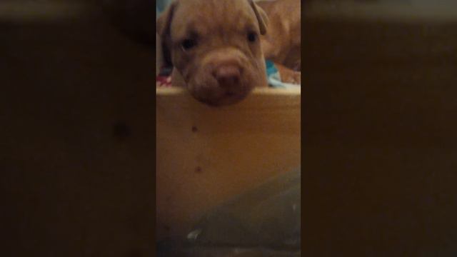 pitbulls puppy 3 weeks old #pitbull #dog #rednose #amstaff #питбуль #animals #perro #собака #viral