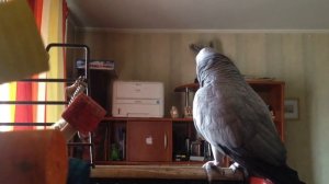 Говорящий попугай Жако Гоша - 4