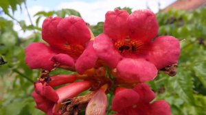 Abeille dans une fleur de Bigogne