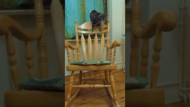 Tomcat Pascha climbs on the rocking chair 😼