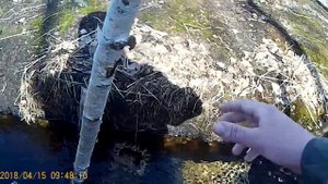 ЩУКА НА ВЕРШУ - МОРДУ!