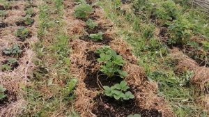 Погода Дождливая? Кормим Клубнику!!! // Июнь 2022 г // Клубника Без Химозы