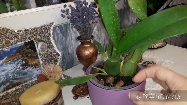 Орхидеи осенью.Переувлажнение-гнилые корни. смотреть онлайн