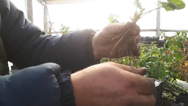 Как размножить без усую клубнику