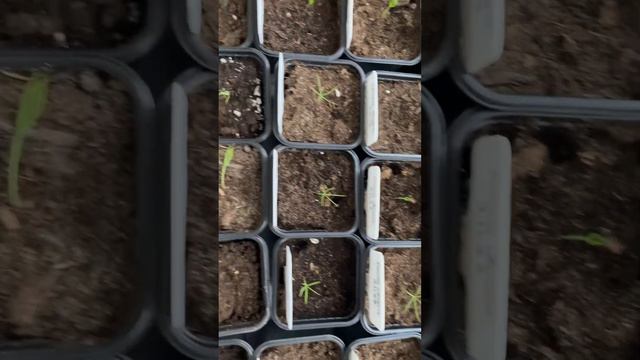Падают сеянцы сосны, в чем причина? Как выращивать хвойные?