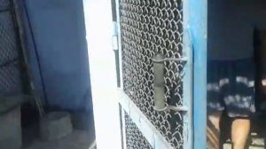 Николаевские голуби. Крым 11.09.2019 г.Голуби Олега Кошевого.