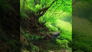 Природа #shorts #nature