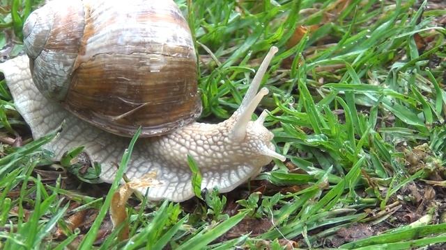 Helix pomatia смотреть онлайн
