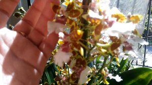 Домашнее цветение???орхидея "Камбрия"Джангл Монарх!?