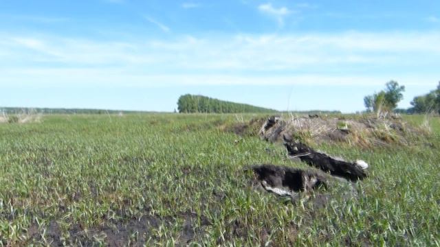 Исчезнувший Посёлок ВЕСЁЛЫЙ| Посёлок призрак в Искитимском районе, Новосибирской области. смотреть онлайн