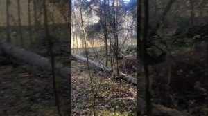 Подготовка к сезону на куницу.Развешиваем приманку.