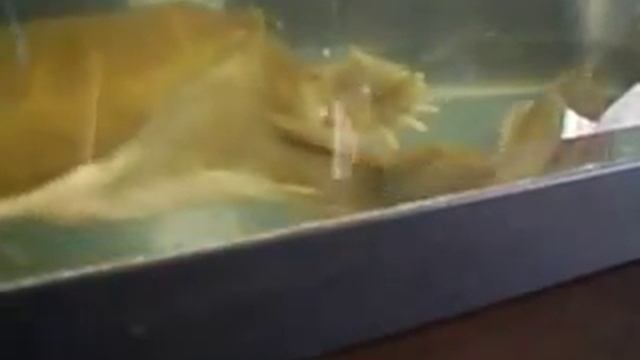 Охота черепахи трионикс на карася смотреть онлайн