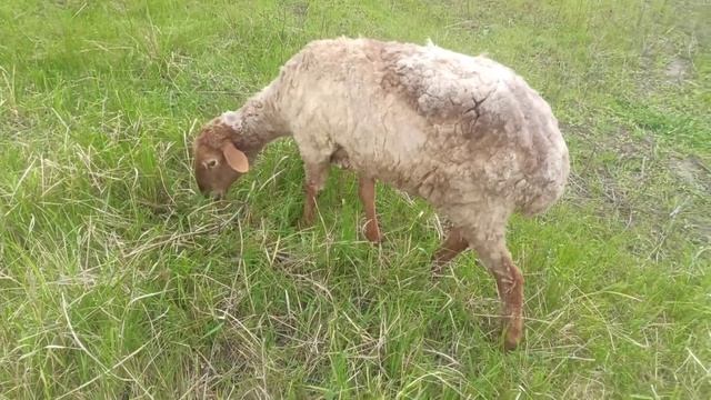 Купил новые ножницы! овцы после стрижки смотреть онлайн