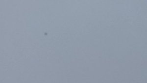 Полёт голубей. Одной пары 1ч. 6.02.23г.