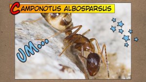 Camponotus albosparsus // Обзор