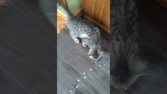 Этого кота зовут Барсик он очень активный смотреть онлайн