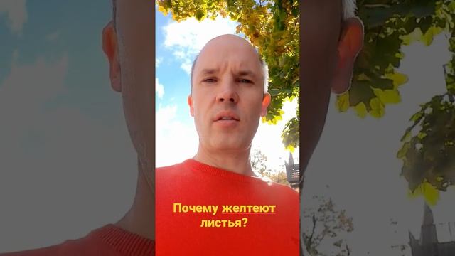 Почему осенью желтеют листья?