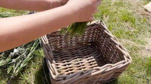 Лавандовая мечта. Сбор и сушка лаванды своими руками #самосбер #лаванда #словакия #братислава