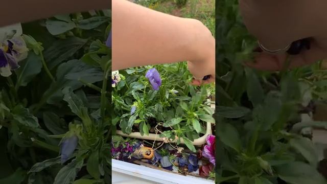 МУКБАНГ