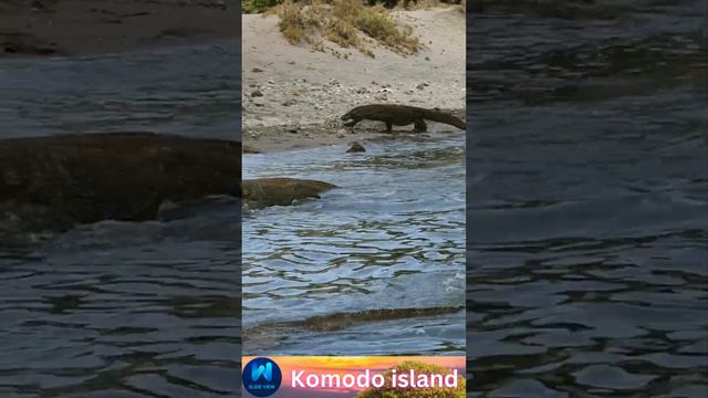 Komodo island || #nature #island #animals #4k #world #mountains