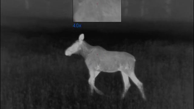 Pulsar Trail 2 LRF XP50. Moose 18 meters смотреть онлайн