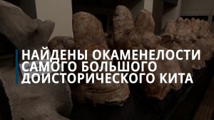 Найдены окаменелости самого большого доисторического кита - Коммерсантъ