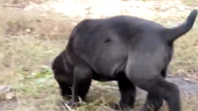 щенки алабая среднеазиатская овчарка на продажу 8-927-813-79-57 вайбер ватсап смотреть онлайн