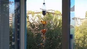 кормушка для синиц с защитой от воробьëв из пэт бутылок