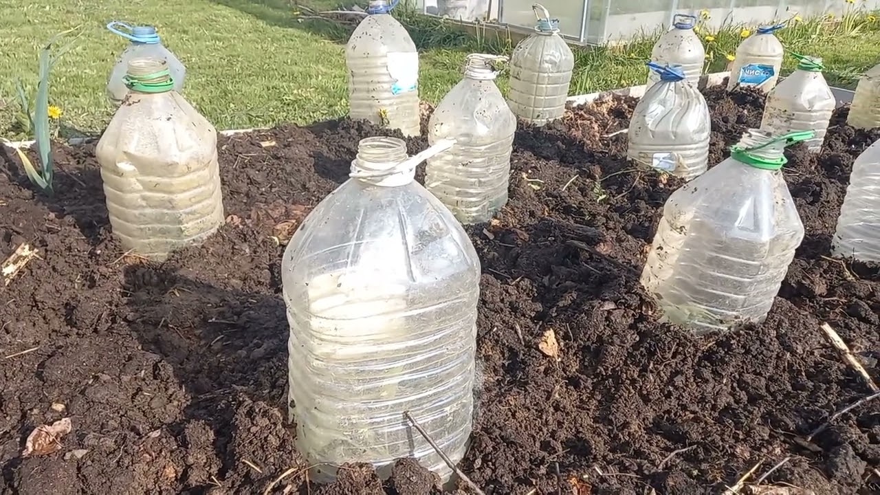 Сажаю капусту под бутылки Часть 1 3dtaXR4lBeA смотреть онлайн