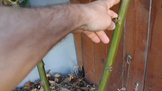 Садовая ежевика. Black Satin Thornless Blackberry. смотреть онлайн