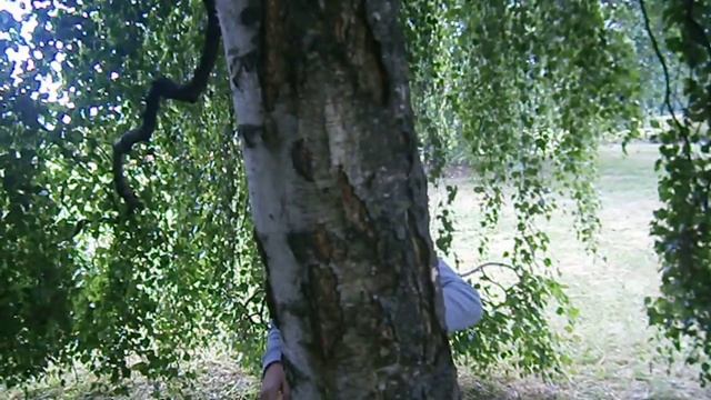 Про берёзу - 2 смотреть онлайн