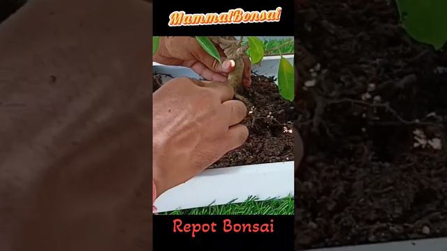 Ficus Bonsai Repot in 1 Minute #plants #mammalbonsai #gardening