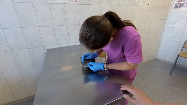 КОТЕНКУ СДЕЛАЛИ ПРИВИВКУ смотреть онлайн