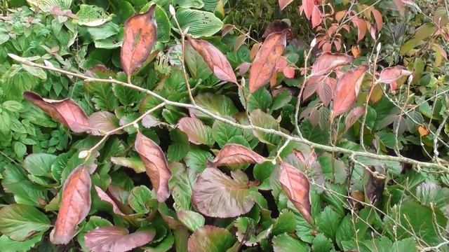 6 деревьев и кустарников моего сада с красивой осенней окраской смотреть онлайн